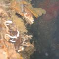 eutokia 11 giugno 1005 026